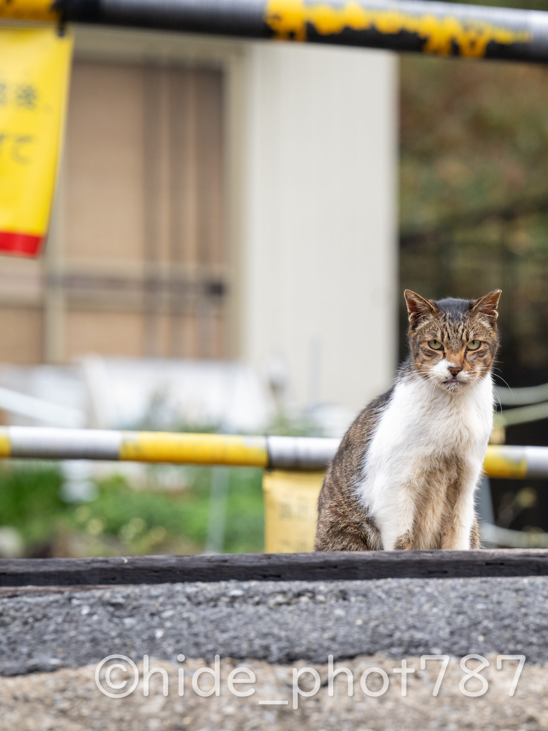 【TEST】線路にいた猫